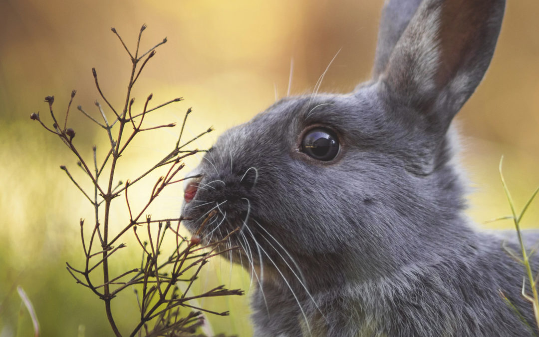 Ist der Osterhase gefährlich?