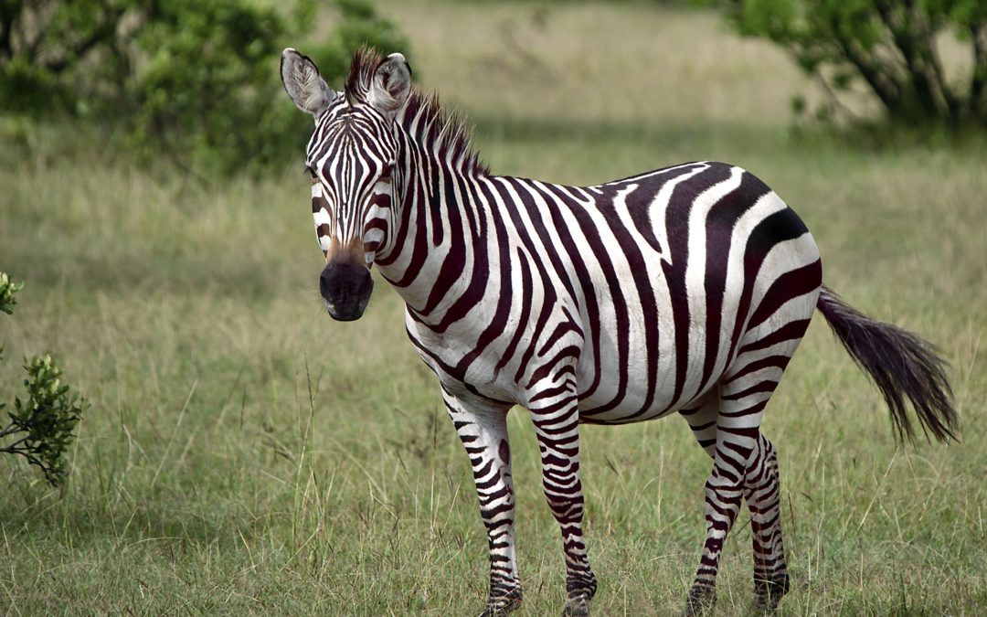 Ce zèbre est-il noir ou blanc ?